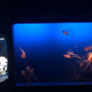 9/14/2020 - West Africa Sea Nettle Tank