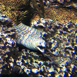 9/14/2020 - Undulated Eel