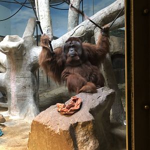 9/14/2020 - Male Orangutan
