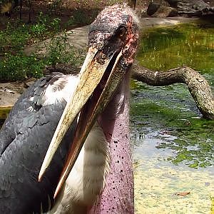 Marabou Scrooge - YouTube