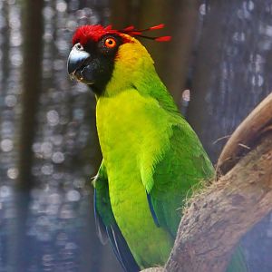 Parrot Paradise - Horned Parakeet