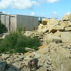 Le Pal - Hamadryas baboons exhibit