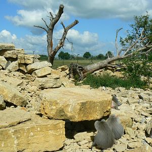 Le Pal - Hamadryas baboons exhibit