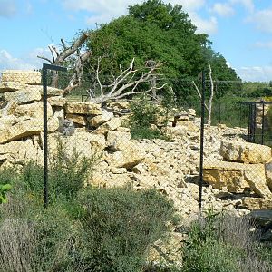 Le Pal - Hamadryas baboons exhibit
