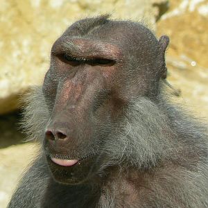 Le Pal - Hamadryas baboon
