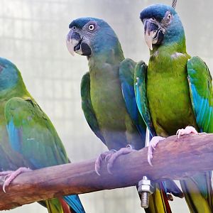 Parrot Paradise - Blue-headed Macaw