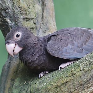 Parrot Paradise - Greater Vasa Parrot