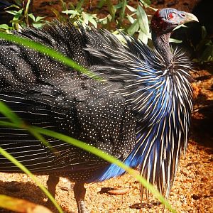 Vulturine Guinea Fowl