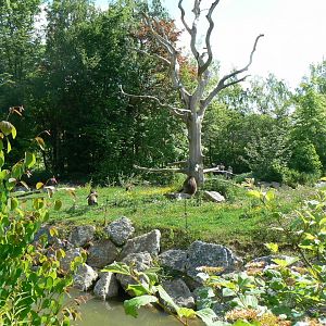 Le Pal - Gelada baboons island