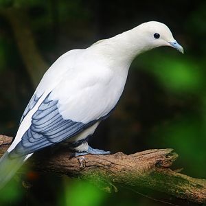 Royal Ramble - Silver-tipped Imperial Pigeon (Ducula luctuosa)