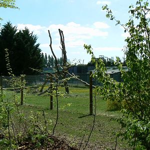 Le Pal - Gelada baboons off-show enclosure