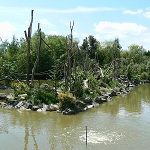 Le Pal - Common squirrel monkeys and yellow-breasted capuchins island