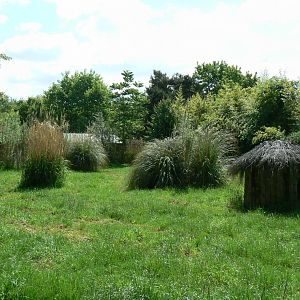 Le Pal - Cape barren gooses and emus enclosure