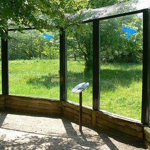 Le Pal - Painted dogs enclosure