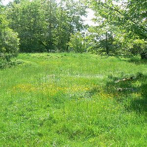 Le Pal - Painted dogs enclosure