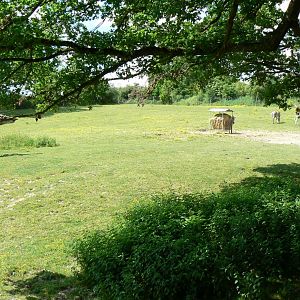 Le Pal - African plain for grevy's zebras, watusis and white-tailed gnus