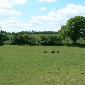Le Pal - African plain for grevy's zebras, watusis and white-tailed gnus