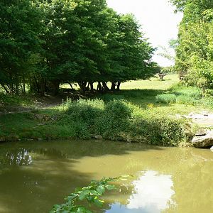Le Pal - Water hole, pârt of the african plain