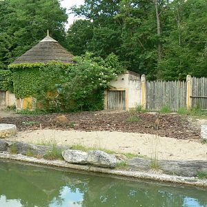 Le Pal - Red river hogs exhibit