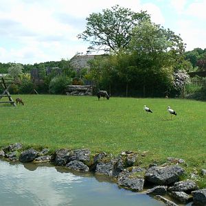 Le Pal - Lowland nyalas, white storks and ostriches exhibit