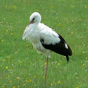 Le Pal - White stork