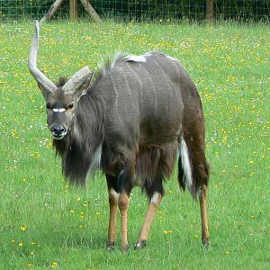 Le Pal - Lowland nyala