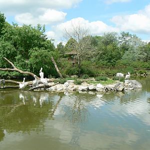 Le Pal - Pelicans pond