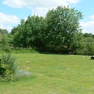 Le Pal - South american plain exhibit