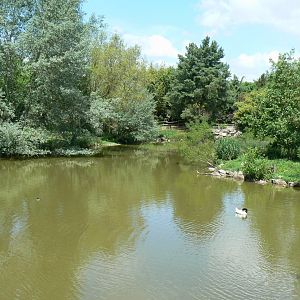 Le Pal - South american pond