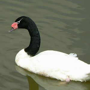 Le Pal - Black necked swan