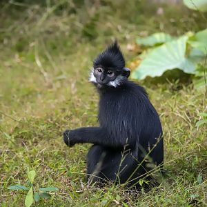 François' langur