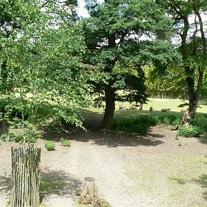 Le Pal - Deers woods