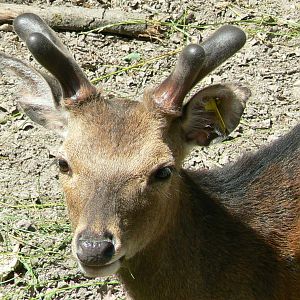 Le Pal - Sika deer