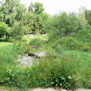 Le Pal - Grey wolves exhibit