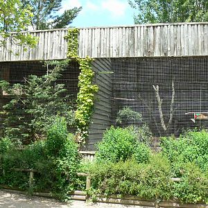 Le Pal - Harris' hawks and crested caracas aviaries