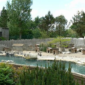Le Pal - African penguins exhibit