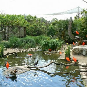 Le Pal - South american aviary