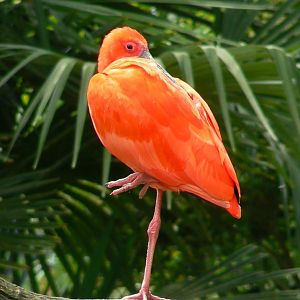Le Pal - Scarlet ibis