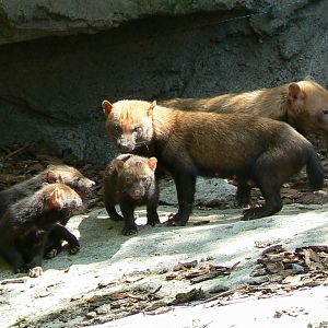 Le Pal - Bush dogs