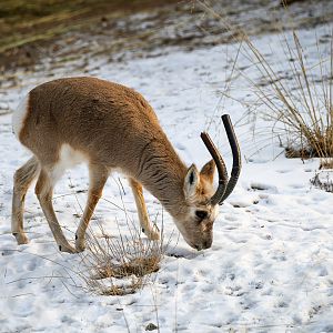 Tibetan gazelle