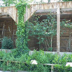 Le Pal - Eurasian northen hawk-owls and eurasian great grey owls aviaries