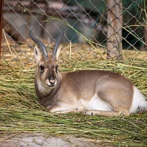 Przewalski's gazelle