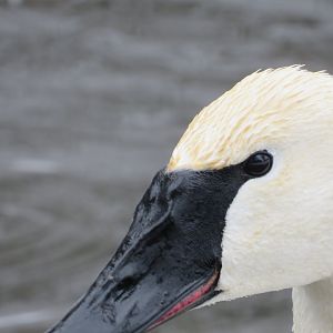 Trumpeter Swan