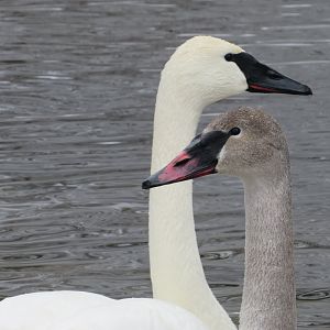 Adult and Juvenile Trumpeter swans