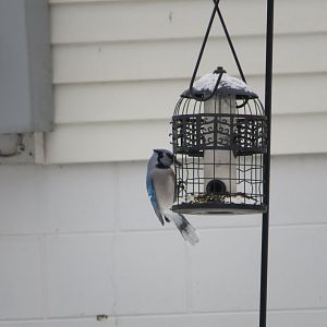 Blue jay at the Bird feeder