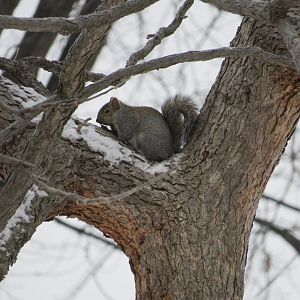 Gray squirrel