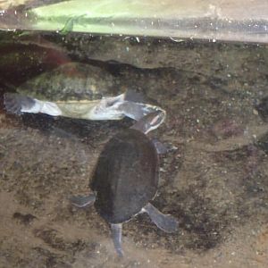 Can anybody id this turtle