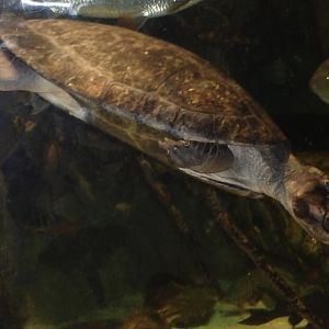 Can anybody id this turtle