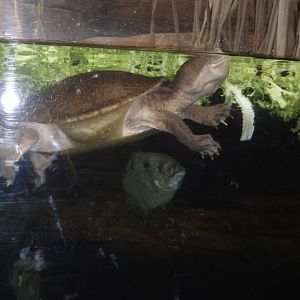 Can anybody id this turtle