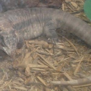 Can anybody id this lizard